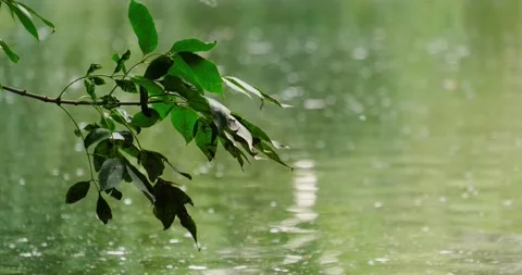 Tree branches bend over the water Stock Footage 133722609