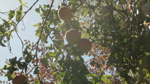 Tree branches bend under heavy fruits Stock Footage 142660150