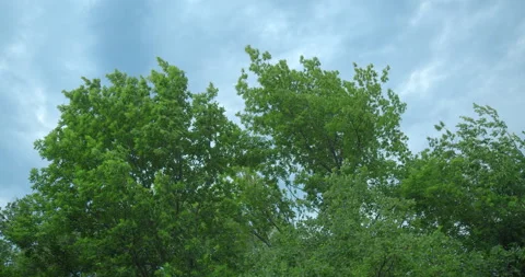Tree branches bend in the wind in bad weather. Strong wind and dark cloudy sky. 스톡 동영상 156130614