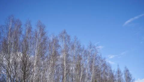 Tree branches of a birch on a background of blue sky in spring Stock-Fotos
