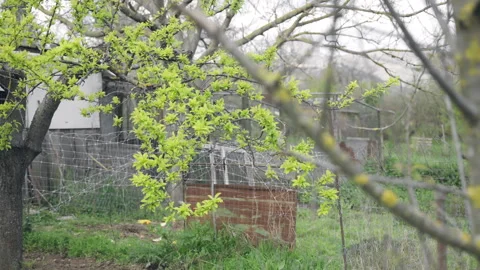 Tree branches in bloom in cloudy day weather on rural yard, countryside field 스톡 동영상 313125598