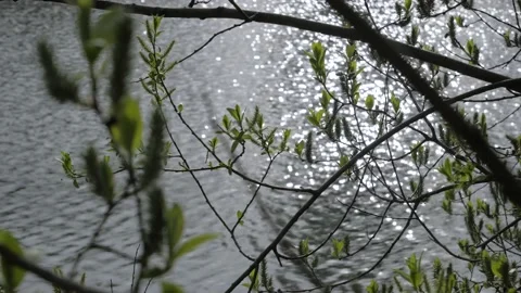 Tree branches with blossoming fresh green leaves sway over lake surface Stock Footage 193440404