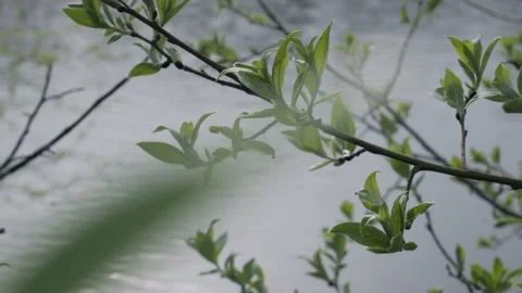 Tree branches with blossoming fresh green leaves sway over lake surface Stock Footage 194177430