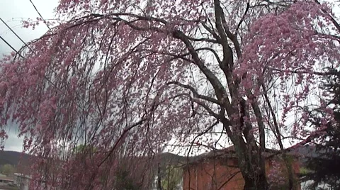 Tree branches blowing in breeze Stock Footage 2895431