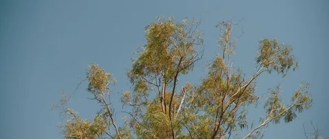 Tree branches blowing in the wind breeze with blue sky in the background. Stock Footage 126738520