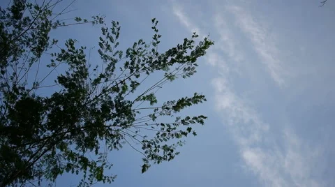 Tree branches blowing in the wind Stock Footage 46653661