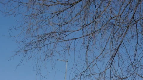 Tree branches blowing in the wind Stock Footage 47749930