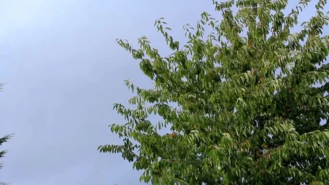 Tree branches blowing in the wind Stock Footage 93749461