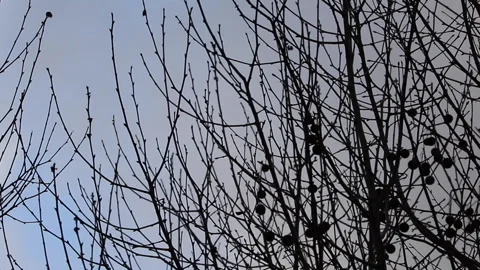 Tree Branches blowing in the wind Stock Footage 169438102