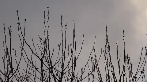 Tree Branches blowing in the in the wind Stock Footage 169438226