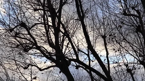 Tree Branches blowing in the wind Stock Footage 169439147