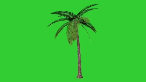 Tree branches blowing in the wind. trees animation pack on Screen Chromakey. Video stock 147518500