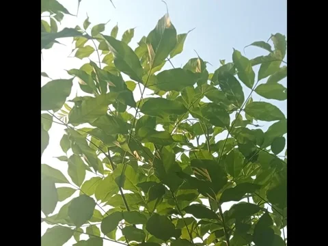 Tree branches blown by the wind Stock Footage 280172673