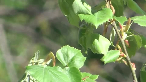 Tree branches blown by the wind on a sunny day Stock Footage 150828707
