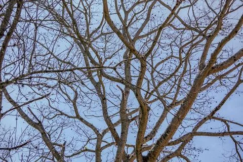Tree branches on a blue background Stock Photos