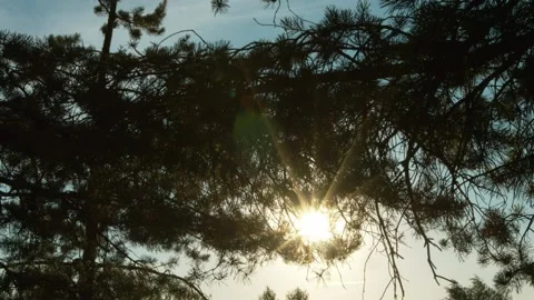 Tree branches with blue sky and shining sun Видео 131733543