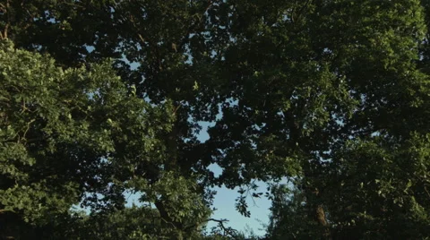 Tree branches with blue sky in the background in slowmotion Stock Footage 65376681