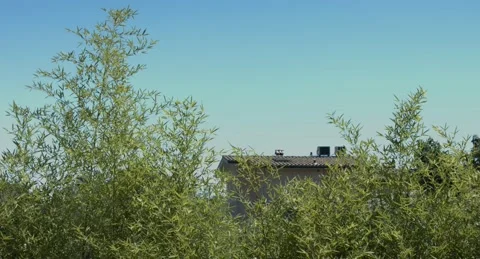 Tree branches with a blue sky on the background Video stock 200954804