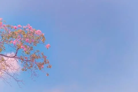 Tree branches with the blue sky background Stock Photos