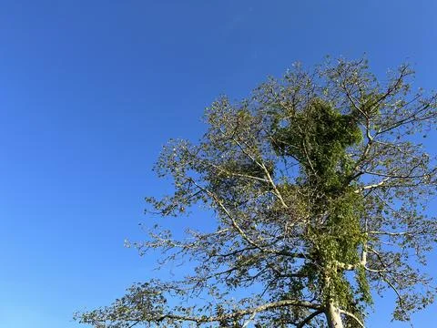 Tree branches with blue sky on the background Stock Photos