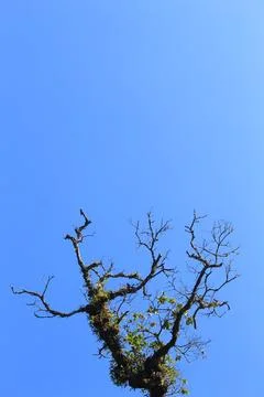 Tree branches with blue sky background Stock Photos
