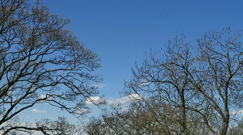 Tree branches in blue sky Stock Footage 49692172