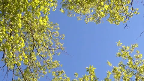 Tree branches in the blue sky. Stock Footage 199680609