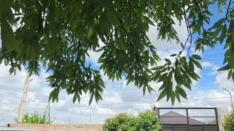 Tree Branches Blue Sky Gate Below Stock Footage 335313079