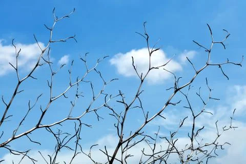 Tree branches with blue sky Stock Photos