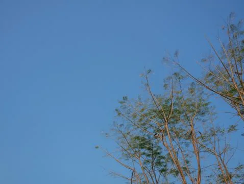 Tree branches on blue sky  Stock Photos