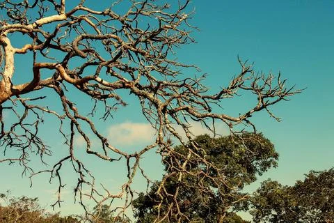 Tree branches on blue sky Stock Photos