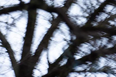 Tree branches blurry background. Blurred silhouettes of sticks and black twig Stock Photos