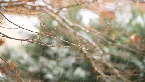 Tree branches in blurry background of falling winter snow snowflakes in Virginia Stock Footage 145699091
