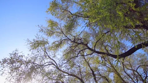 Tree branches with bright green leaves in spring park under rays of sunlight Stock Footage 74155399