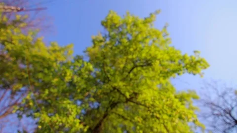 Tree branches with bright green leaves under rays of sunlight in spring park Video stock 74155419