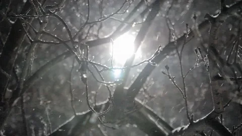 Tree Branches with a Bright Moon Shining and Fluffy Snowflakes Falling HD Video 動画素材 90663502