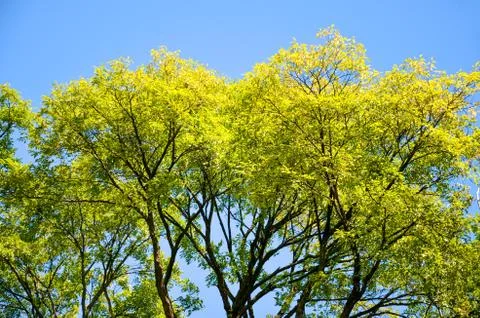 Tree branches with bright spring foliage photographed against the blue sky Foto stock