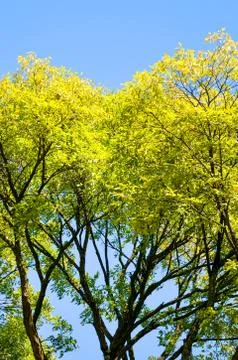 Tree branches with bright spring foliage photographed against the blue sky Stock Photos