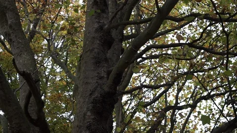 Tree branches with brown and yellow leaves in autumn pan right Stock Footage 102568555