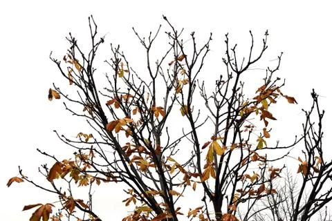 Tree branches with brown leaves Fotos de archivo