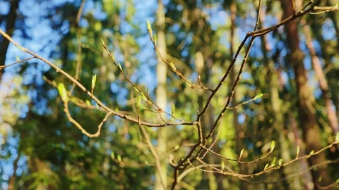 Tree branches budding in early spring forest with soft sunlight and blue sky Stock Footage 309979381