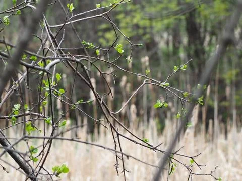 Tree Branches With Budding Leaves (Springtime) Stock Photos