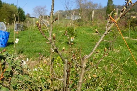 Tree branches budding, signifying new spring growth 스톡 사진
