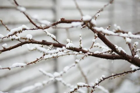 Tree branches with buds covered in spring snow against garden fence Stock Photos