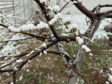 Tree branches with buds covered in thick snow during an early spring snowstorm Stock-Fotos