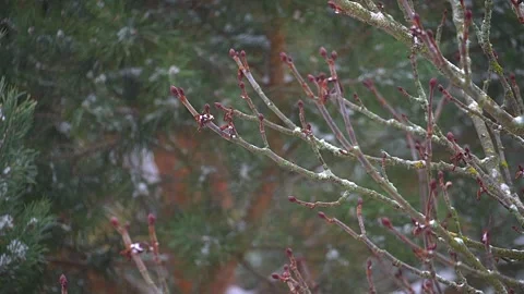 Tree branches with buds during snowfall in a winter forest, close-up Stock Footage 326110661