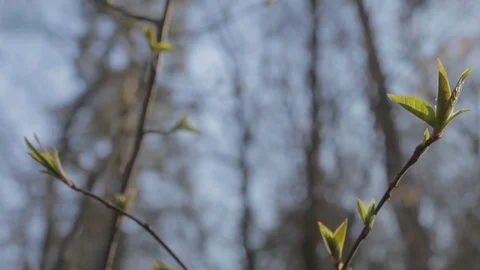 Tree branches with buds of leaves in spring, macro closeup view. Stock Footage 105610221