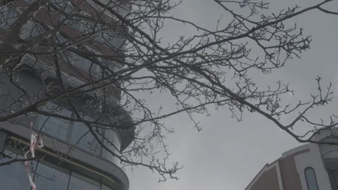 Tree branches with building background Stock Footage 219314176