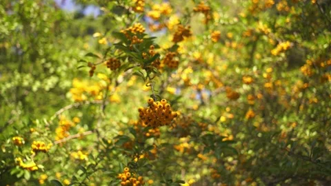 Tree branches with bunches of orange berries in the sun Stock Footage 139310967