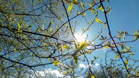 Tree branches with bursting buds sway in spring wind, blue sunny sky background Stock Footage 153335562
